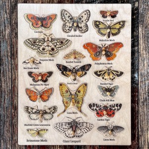 Ahşap Kelebek Türleri Puzzle