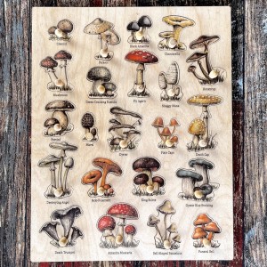 Ahşap Mantar Türleri Puzzle